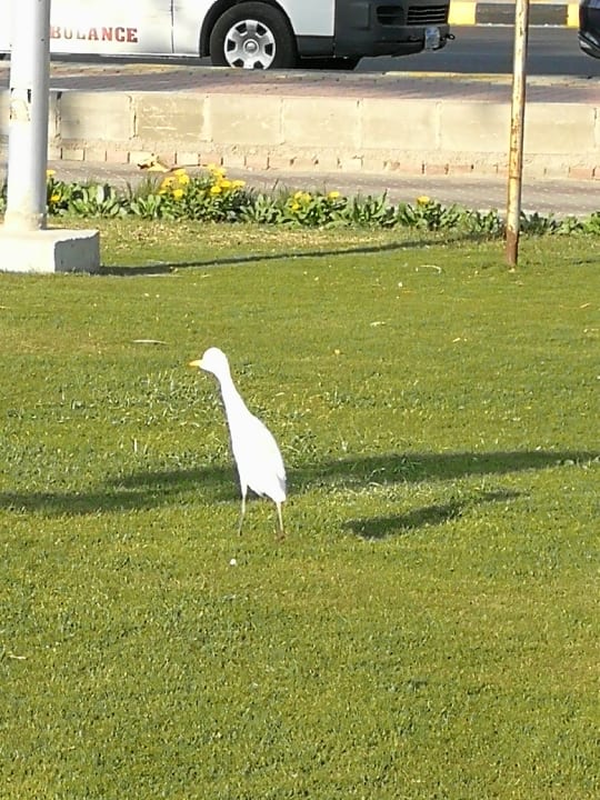 Gartenanlage Pickalbatros Alf Leila Wa Leila Resort - Neverland Hurghada