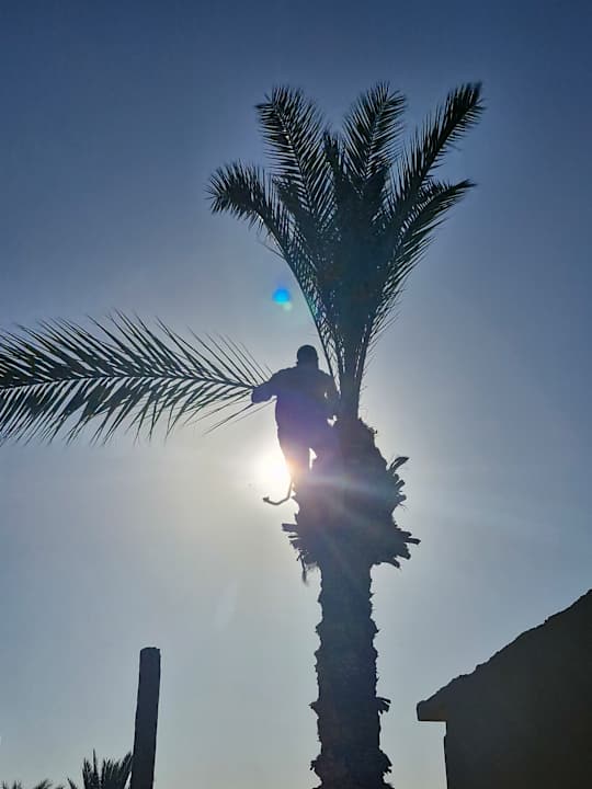 Gartenanlage Three Corners Fayrouz Plaza Beach Resort