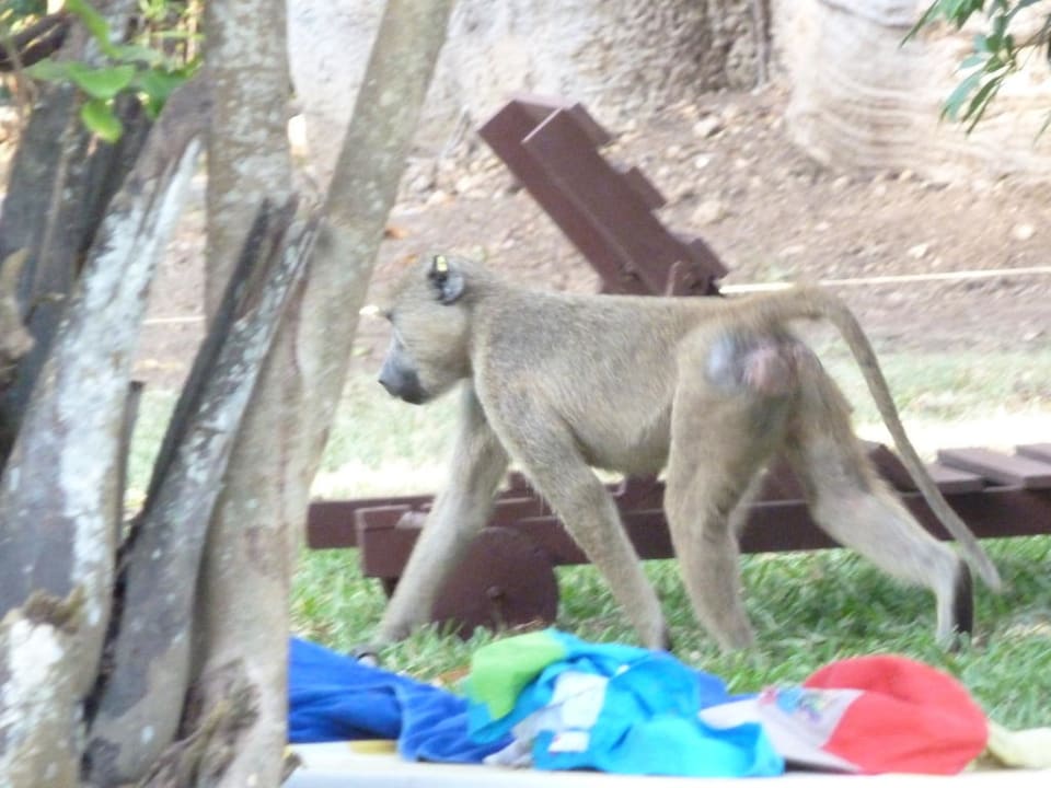 Besuch der Paviane Hotel Papillon Lagoon Reef