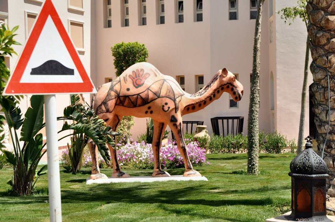 Vorsicht - Kamele  Pickalbatros Palace Resort