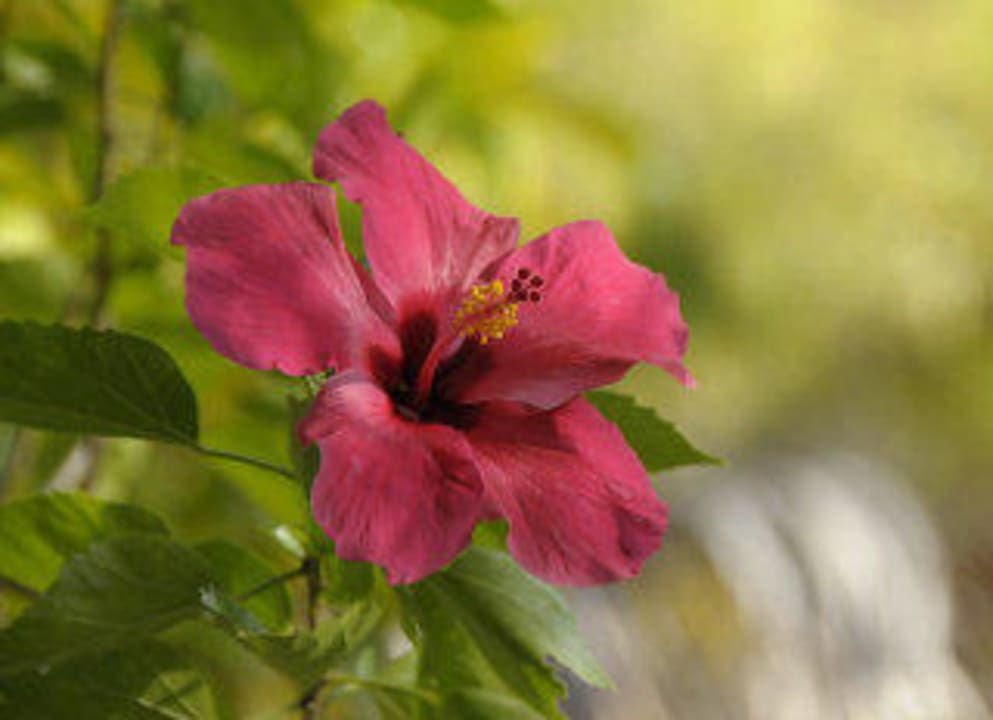 Hibiskusblüte Villa Shanti Beach