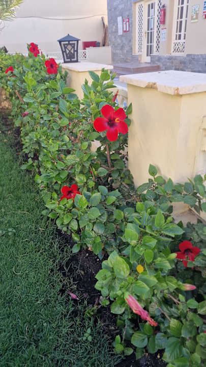 Gartenanlage Seven Seas Jolie Bay Resort