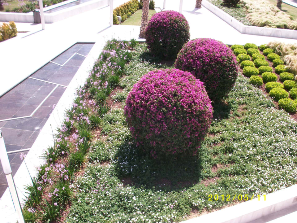 Blumenpracht am Hotel Hipotels Gran Conil Hotel