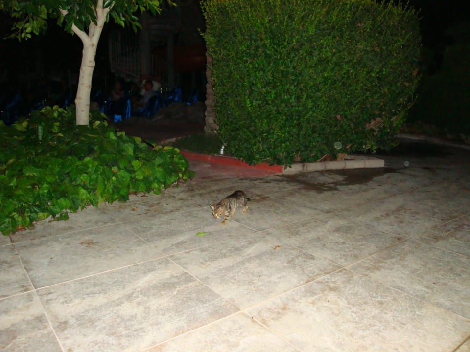 Katzen im Außengelände/nicht lästig Side Sun Hotel