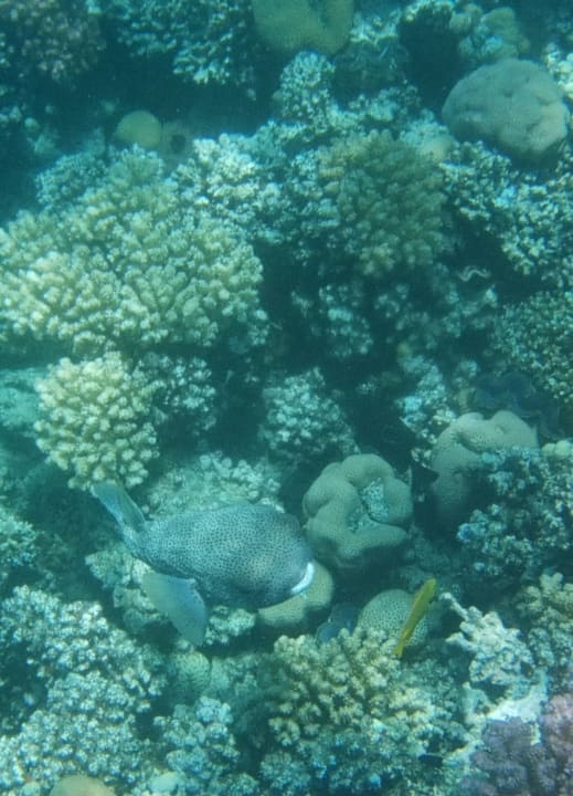 Sport & Freizeit Cleopatra Luxury Resort Makadi Bay