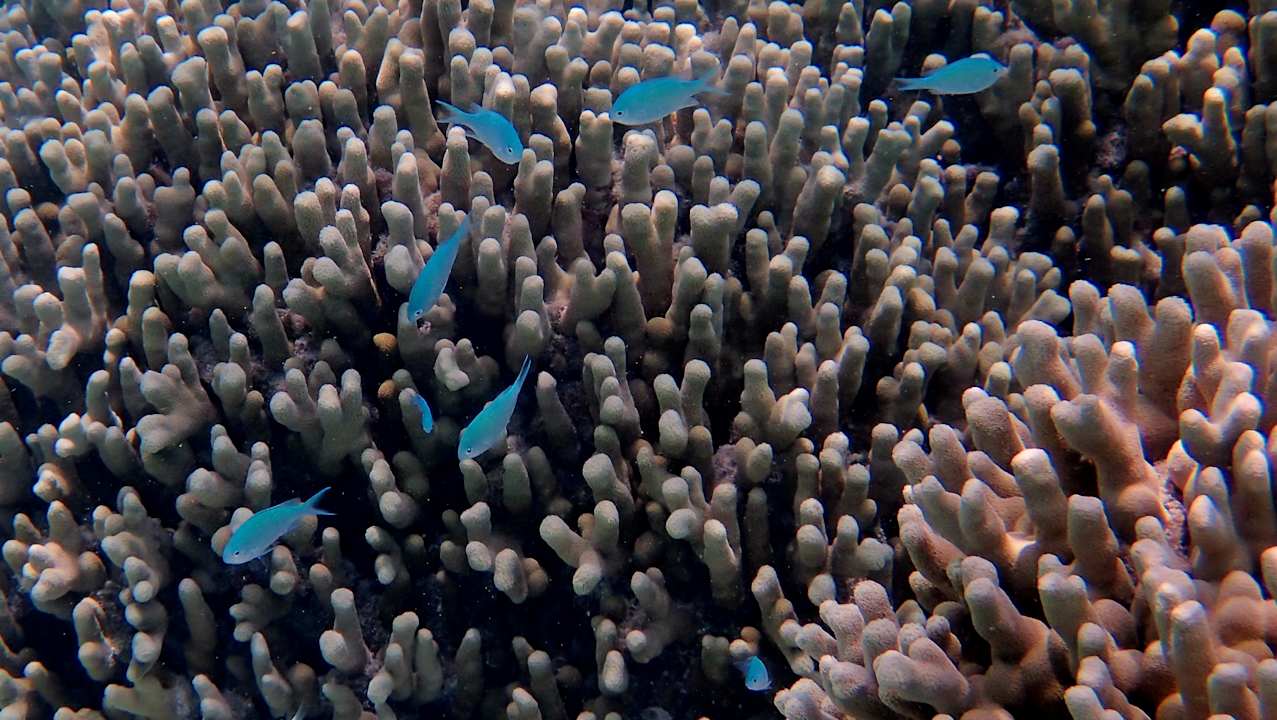 Sport & Freizeit Hotel Riu Palace Maldivas