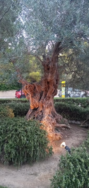 Gartenanlage Hotel Exagon Park