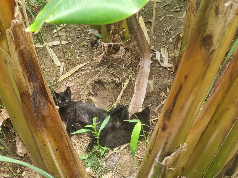Gartenanlage Royal Wings Hotel