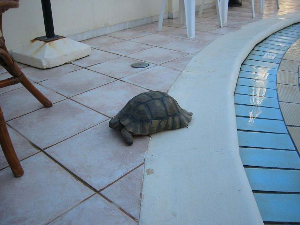 Schildkröte am Pool Hotel Stavroula Palace