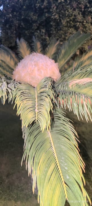 Gartenanlage Saphir Resort & Spa