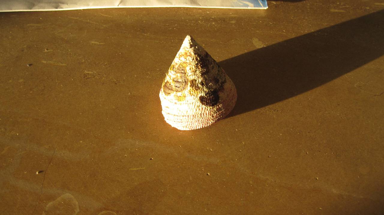 Muschel aus dem Meer Pickalbatros Palace Resort