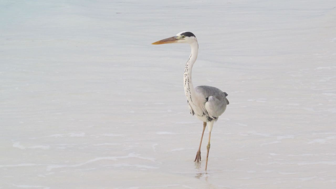 Ständiger Gast Kuramathi Maldives