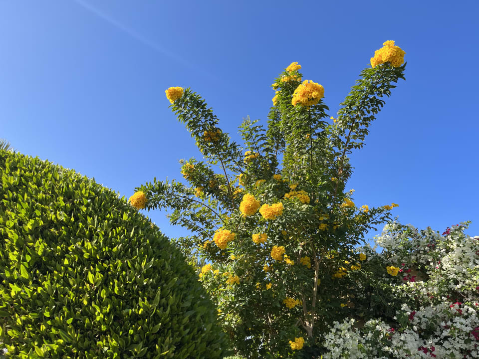 Gartenanlage Wadi Lahmy Azur Resort