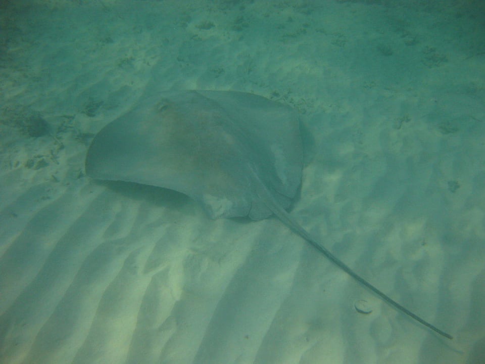 Unterwasserwelt am Hausriff NH Collection Maldives Reethi Resort