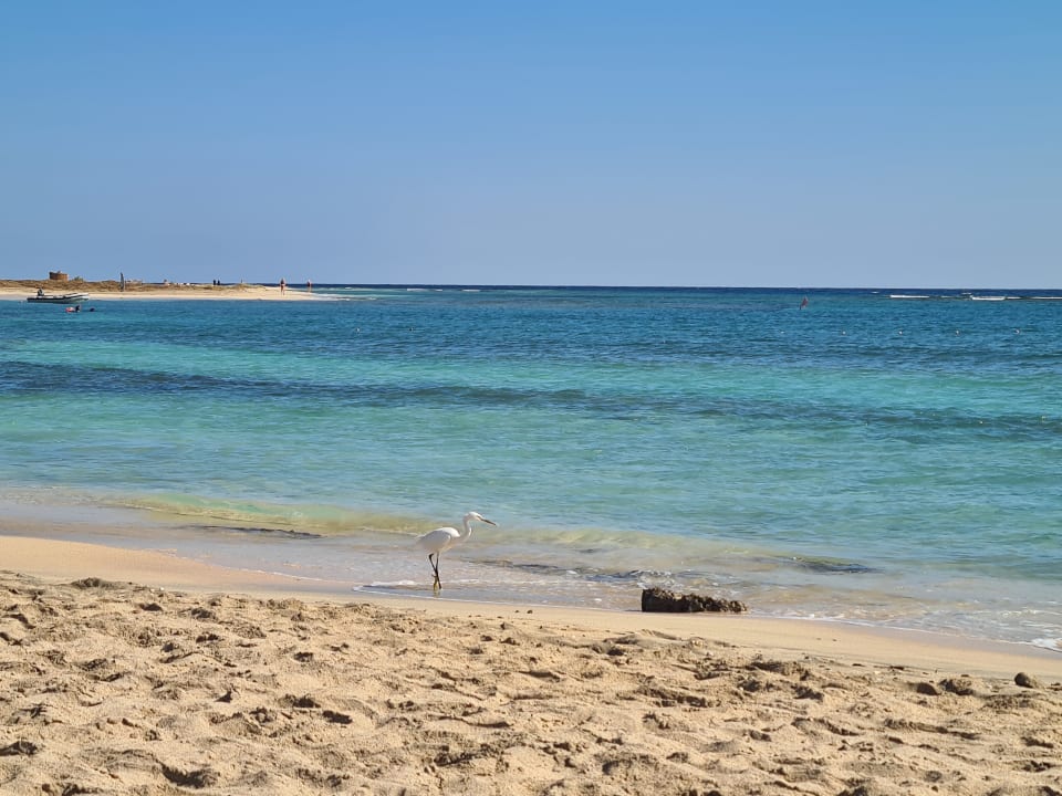 Strand Shams Alam Beach Resort