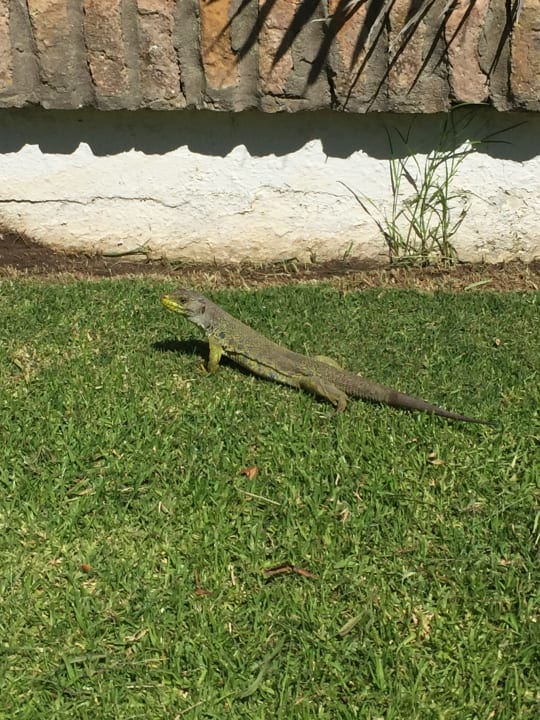 Gartenanlage Hotel Playa de la Luz