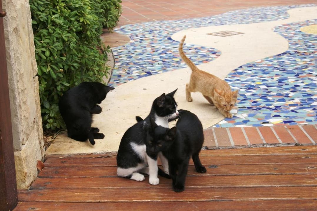 Liebe Katzen AQI Pegasos Resort