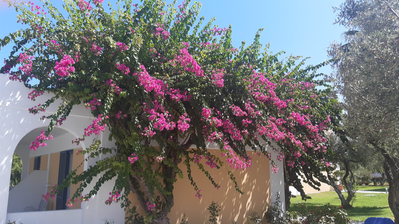 Gartenanlage TUI KIDS CLUB Alex Beach