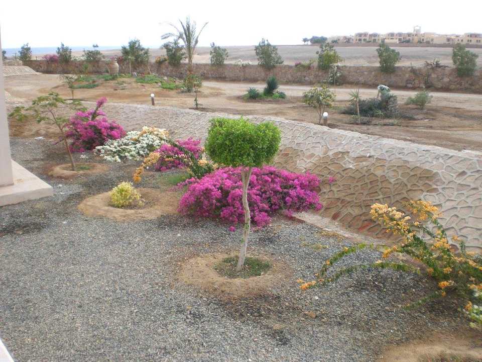 Bunte Sträucher Three Corners Sea Beach Resort