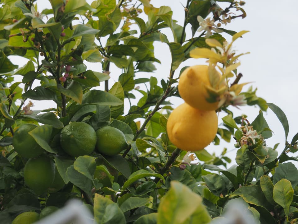 Gartenanlage Hotel Playa de la Luz