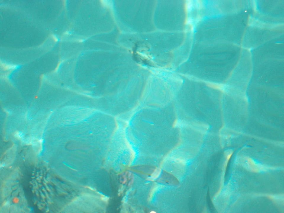 So klar das wasser Beach Albatros Resort