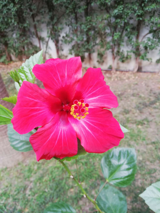 Gartenanlage Dream Family Club