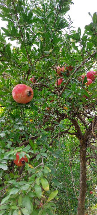 Gartenanlage Club Sidelya Hotel