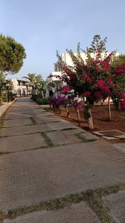 Gartenanlage TUI SUNEO Chrissi Amoudia