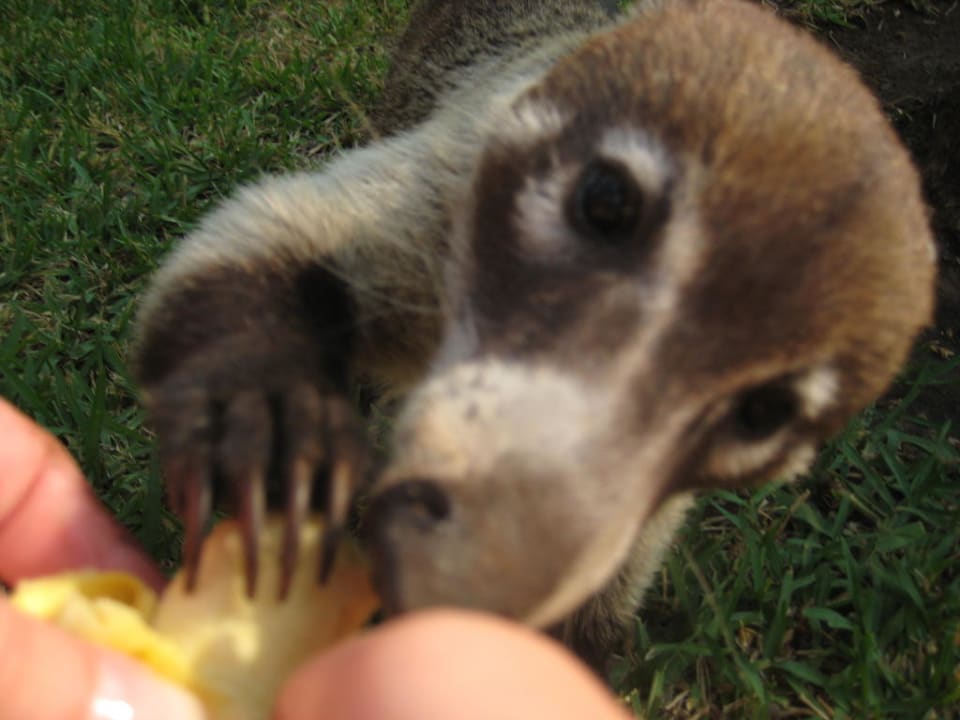 Einer der vielen Nasenbären Catalonia Playa Maroma