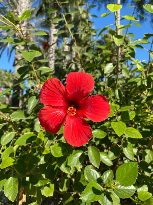 Gartenanlage Hotel Miramare Beach