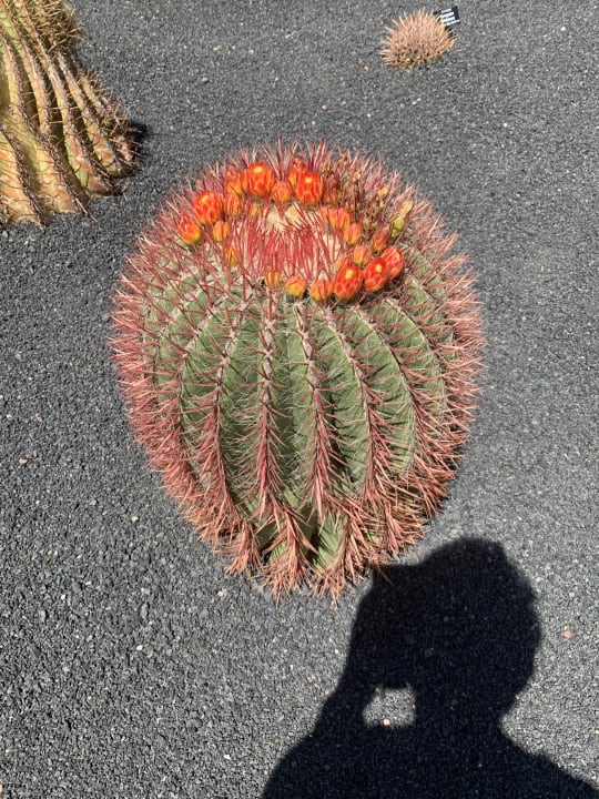 Gartenanlage Hotel Floresta