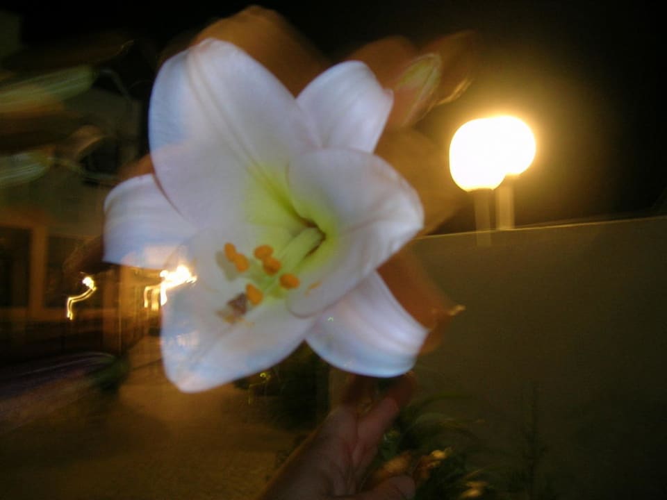 Summer lilium Hotel Kathrin Beach