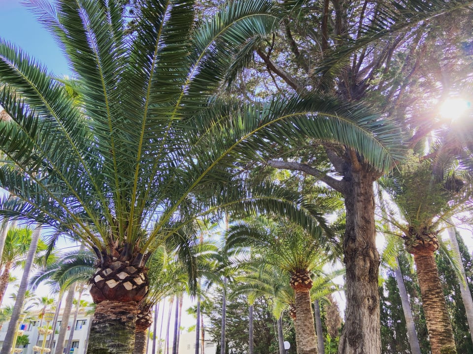 Gartenanlage Hipotels Mediterraneo Club