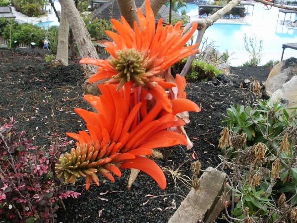 Blüten La Palma Princess