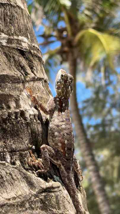 Gartenanlage Hotel Diani Sea Lodge