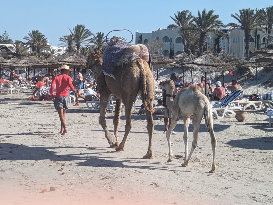 Strand Mahdia Beach & Aquapark