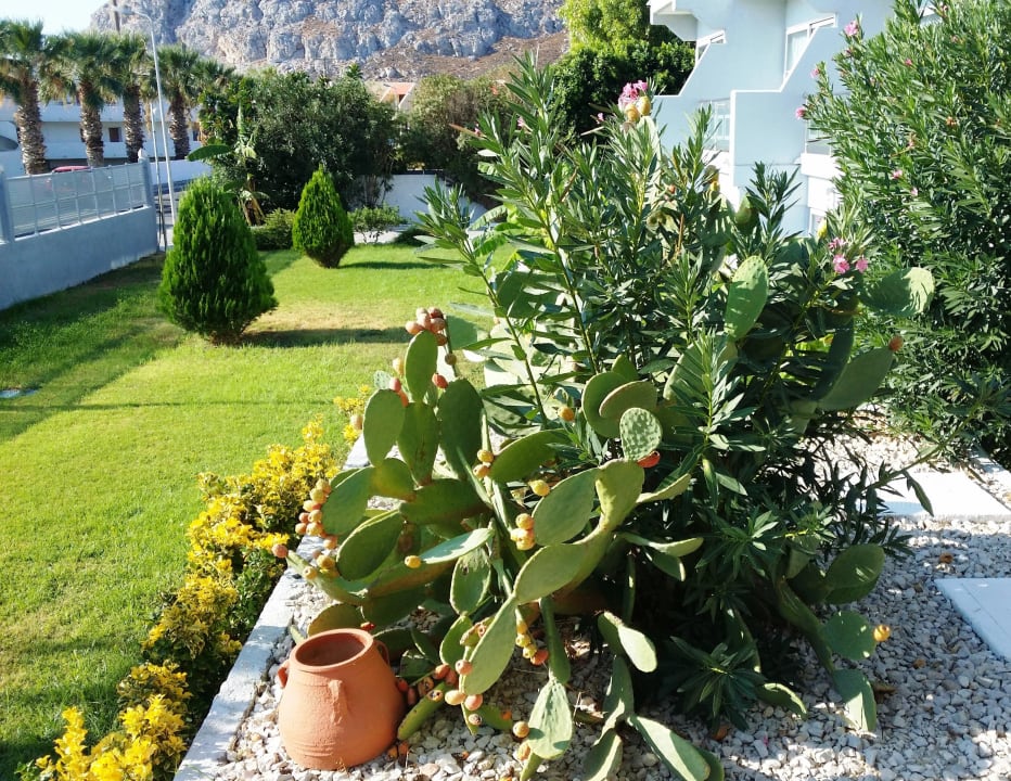 Kaktus mit Früchte Kolymbia Bay Art Adults-only Hotel