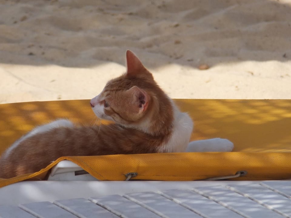 Die Strandwächter  Medina Solaria & Thalasso