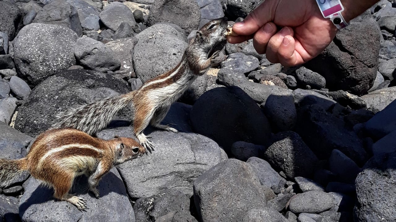 Sonstiges SBH Club Paraiso Playa
