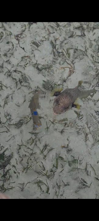 Strand Pickalbatros Royal Moderna Resort-Sharm El Sheikh