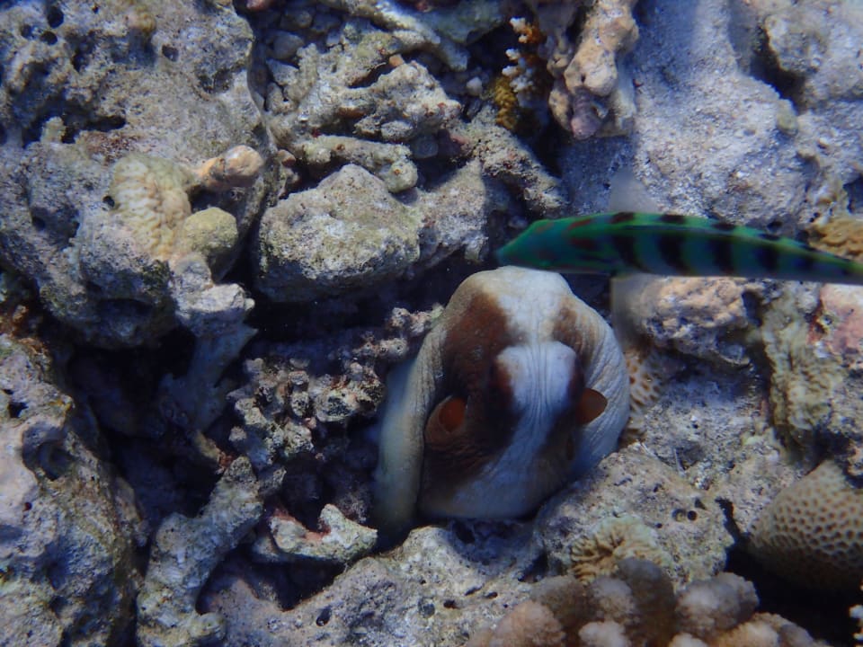 Oktopus Eri Maldives