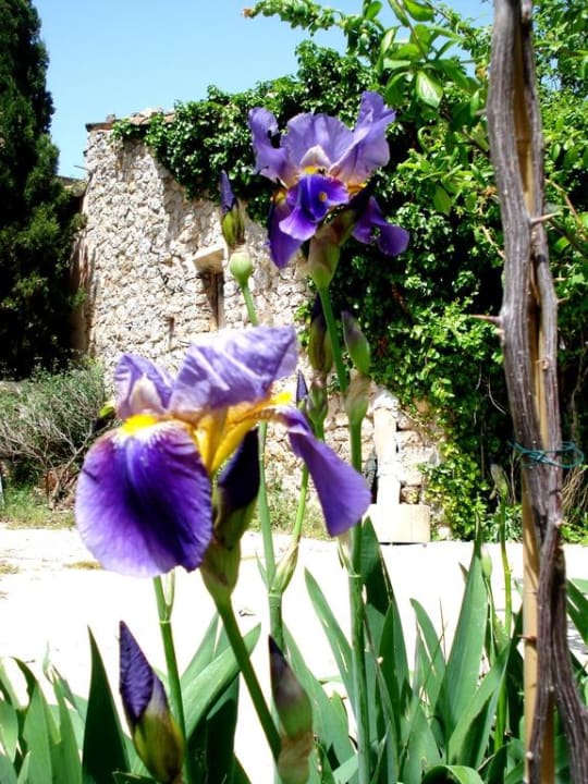 Detailbild Hotel Son Escanelles - Valldemossa