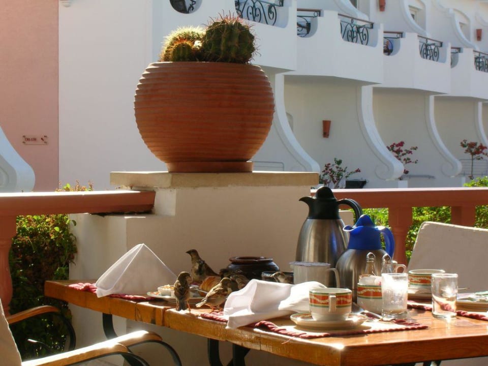 Spatzen beim Frühstück Iberotel Palace