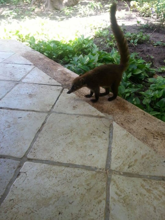 Hotel Catalonia Playa Maroma Catalonia Playa Maroma