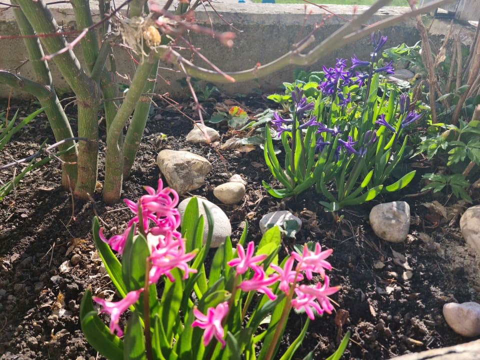 Gartenanlage Aldiana Club Ampflwang