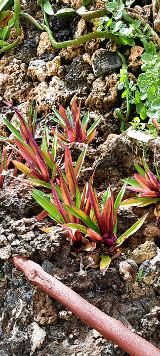 Gartenanlage Bahari Beach Hotel