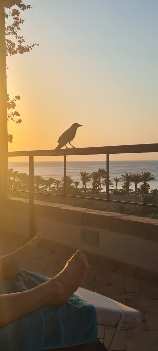 Ausblick Fort Arabesque Resort, Spa & Villas