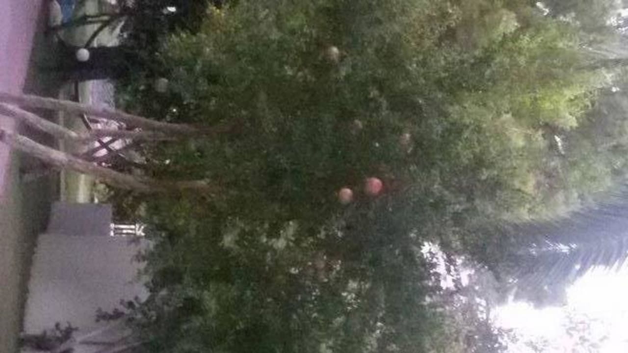 Гранатовое дерево VONRESORT Golden Beach