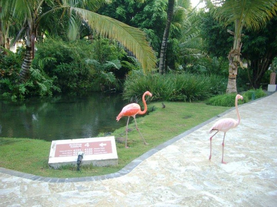 Tierische Bewohner bei Ihrem Fischteich Wyndham Alltra Punta Cana
