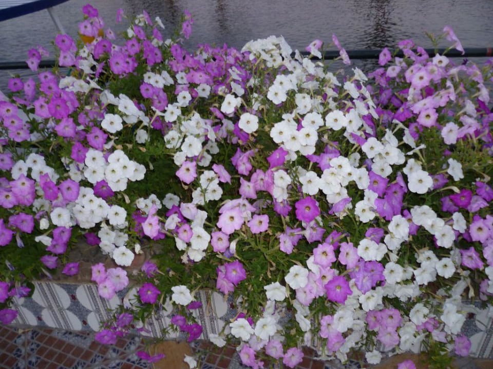 Blumen überall Pickalbatros Dana Beach Resort - Hurghada